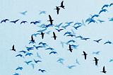 Geese In Flight Overlay_47887-92